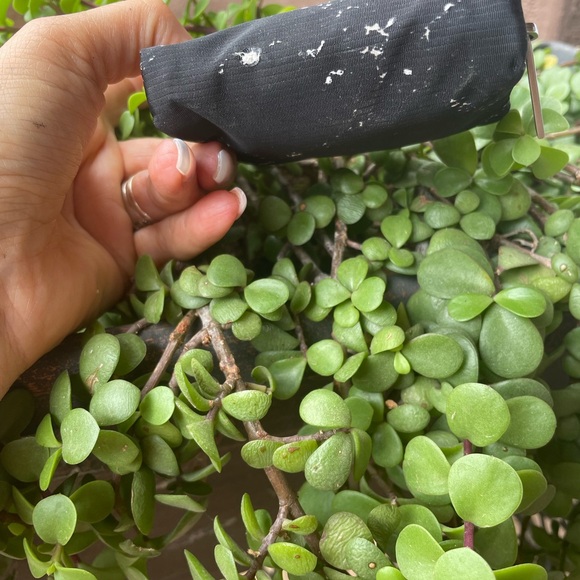 Chanel black travel line coin case - Picture 6 of 11